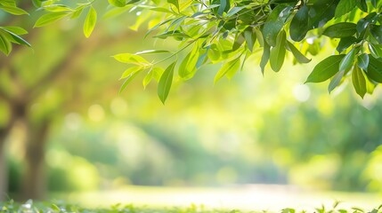 Obraz premium Lush green leaves bathed in warm sunlight create a serene atmosphere, perfect for nature-themed projects or backgrounds.
