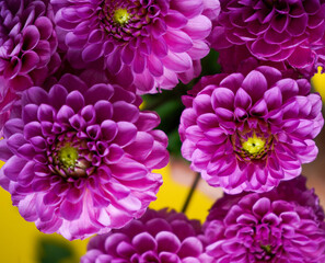 Pink dahlia flowers bouquet on a yellow background. Floral bud