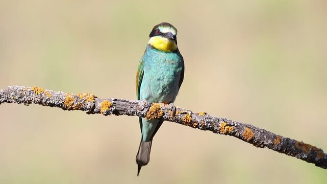 European bee-eater, merops apiaster. A bird sits on a beautiful branch on a flat background