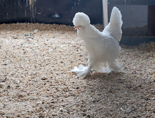 Rooster, hen on private farm in chicken coop close-up. Comb and beak. Poultry farming and agriculture. Pure bred. 