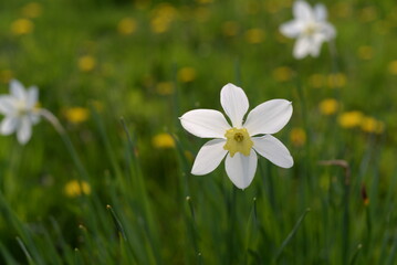 white narcissus on grass