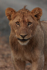 The King