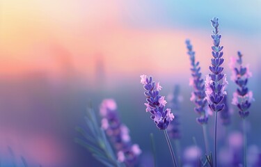 Obraz premium Lavender Field at Sunset