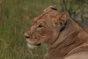 The King