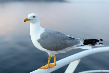 Large seagull on sunset sky background