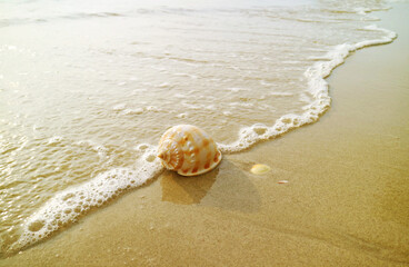 Natural Scotch Bonnet Seashell Isolated on Waves Crashing Beach