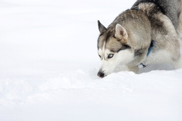 Husky dog walks in snow, sniffing