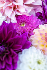 Purple flowers flat lay. Dahlia blooms background. Colorful dahlia flowers close up. Floral flat lay background.