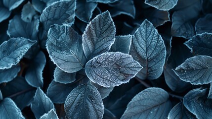 Obraz premium Close-up of blue leaves with a frosty texture. Abstract natural background. Perfect for nature, winter, or cool tones concepts.