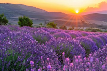 Naklejka premium Lavender Field at Sunset with a Mountain Range in the Background