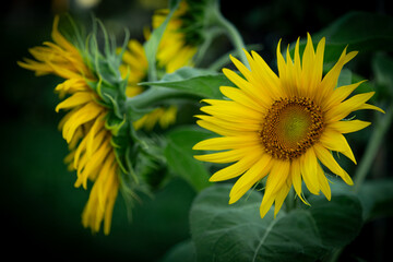 Garden in summer, amazing yellow sunflower close-up, Floral Pattern for Nature-Themed Decoration, Vibrant Yellow Blooms for Garden-Inspired Wallpaper or Desktop Background