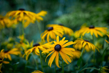 yellow Black-eyed Susan Rudbeckia fulgida amazing flower in summer garden, wallpaper or background theme