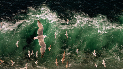 Overhead shot of group of flying seagulls above the green sea waves. Mediterranean sea, besides...