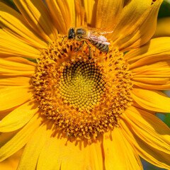 Bee sitting on a sunflower, capturing the beauty of pollination and nature, perfect for environmental, wildlife,
