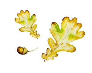 Watercolor set of autumn oak leaves and acorns, isolated on white background, for card, invitation, design, backgrounds © Smykowska_art