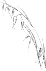 Grasses and Ferns