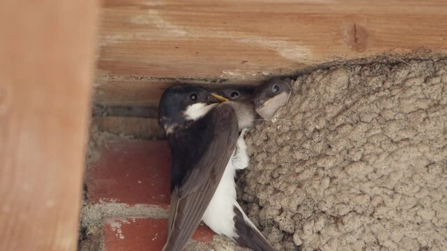 Mehlschwalben im Nest