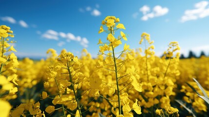 Obraz premium field of yellow flowers