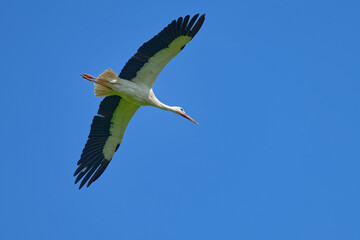 Cigogne blanche, Ciconia Ciconia 
