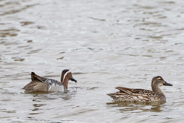  Sarcelle d'été - Spatula querquedula - Anatidae. 