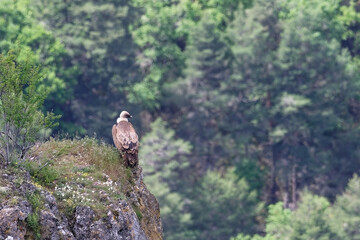 vautour fauve - gyps fulvus