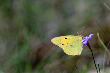 Soufré (Colias hyale)lépidoptèresPieridae ColiadinaeColias
