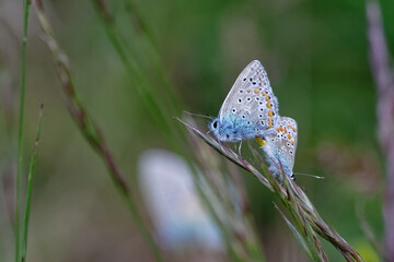 Argus bleu - Azuré commun - Azuré de la Bugrane - Petit Bleu commun - Polyommatus icarus