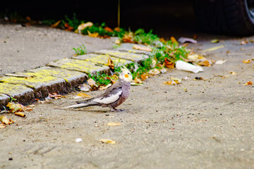 Cockatiel flies in the city
