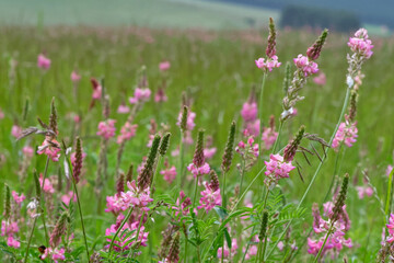 Obraz premium sainfoin cultivé - Onobrychis viciifolia