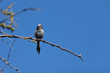 Mésange à longue queue - Orite à longue queue - Aegithalos caudatus
