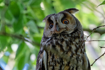  Hibou moyen-duc - Asio otus - rapaces 