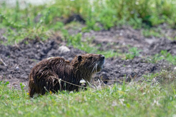 Ragondin -Myocastor coypus - rongeurs 