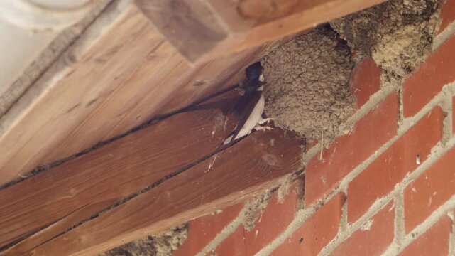 Mehlschwalbe wird von anderer Schwalbe aus dem Nest heraus gepickt und festgehalten