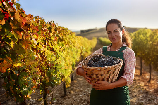 A female winemaker picks grapes in a vineyard to make wine