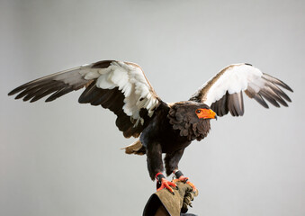 Gaukler Greifvogel in weißem Studiohintergrund, Flügel ausgestreckt, auf Handschuh
