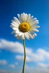 daisy flower wallpaper background
