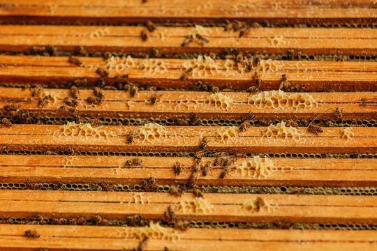 Honeybees on honeycomb