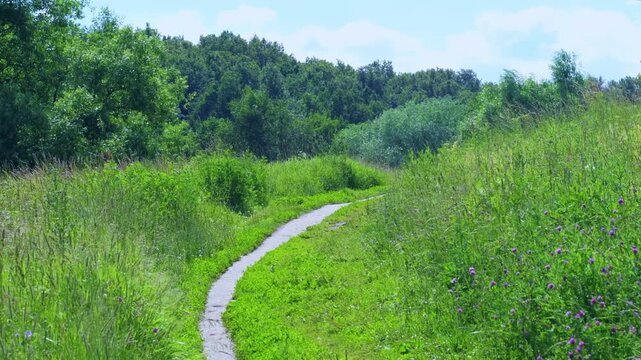 A well-trodden road in a field. Narrow footpath in a field with grass. Empty path for hiking and walking in nature.