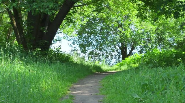 A well-trodden road in a field. Narrow footpath in a field with grass. Empty path for hiking and walking in nature.
