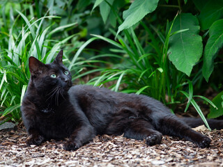 Black cat lying in the garden surrounded by grasses and bushes 