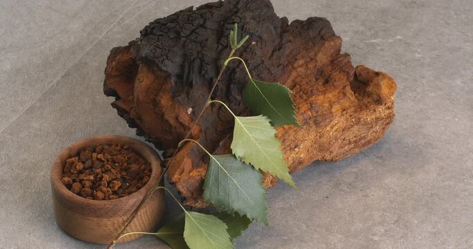 Chaga mushroom pieces with birch leaves on a gray background. Close-up footage on the rotating table.