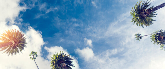 A perfect summer day and tall palms