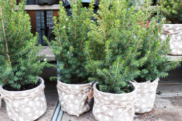 Christmas trees in pots for sale