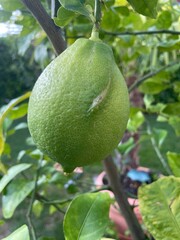 Grüne einzelnen Zitrone am Baum - Zitronenbaum