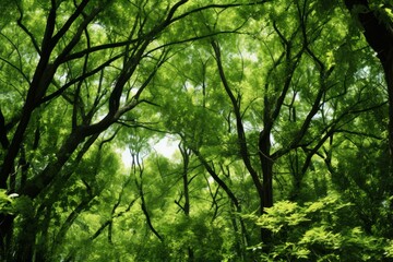 Obraz premium Lush green forest with sunlight filtering through the vibrant canopy of leaves