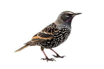 Beautiful starling bird in PNG format with detailed feather patterns and vibrant colors isolated on transparent background for nature and wildlife projects