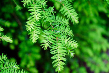 Close up of fresh pine tree needles growing on a tree   
