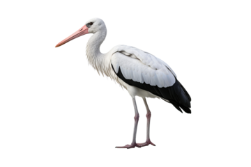 Detailed illustration of a stork in PNG format with transparent background for wildlife and nature design projects
