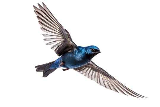 Flying swallow bird illustration PNG with transparent background for nature-themed designs and artistic projects