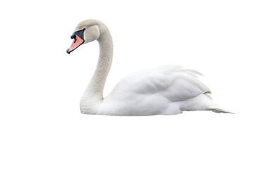 Elegant swan PNG with graceful neck curve and majestic feathers isolated on transparent background for nature-themed design projects and artistic creations